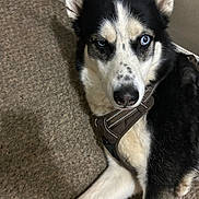 Bj. is registered to the contest to win money with this photo: dog, husky, blue_eyes, black_and_white_fur, harness, carpet, indoor, pet, animal, canine, lying_down, alert, fur, mammal, companion, domestic, portrait, close_up, resting, household