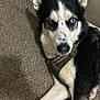dog, husky, blue_eyes, black_and_white_fur, harness, carpet, indoor, pet, animal, canine, lying_down, alert, fur, mammal, companion, domestic, portrait, close_up, resting, household