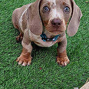 Scooby joined the competition — help win amazing prizes! puppy, dog, dachshund, grass, outdoor, pet, animal, cute, floppy_ears, brown, small, collar, young, looking, sitting, fur, four_legs, nature, adorable, face