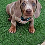 puppy, dog, dachshund, grass, outdoor, pet, animal, cute, floppy_ears, brown, small, collar, young, looking, sitting, fur, four_legs, nature, adorable, face