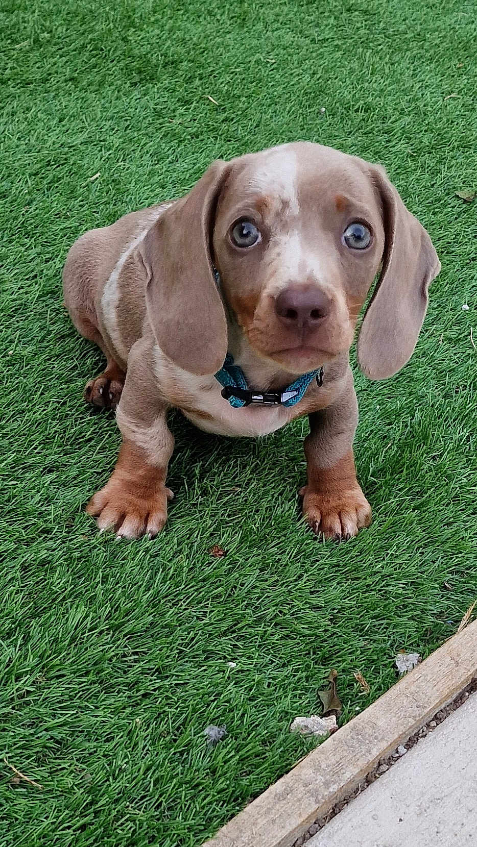 Scooby joined the competition — help win amazing prizes! puppy, dog, dachshund, grass, outdoor, pet, animal, cute, floppy_ears, brown, small, collar, young, looking, sitting, fur, four_legs, nature, adorable, face