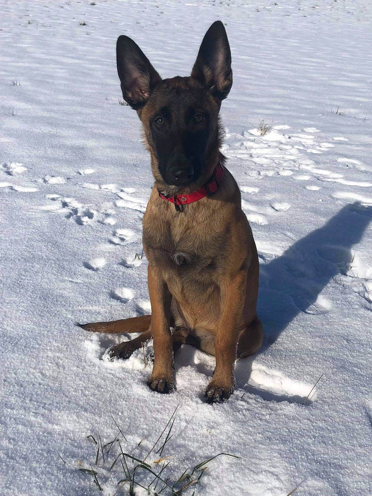 Olia a rejoint le concours — aidez-le/la à gagner de superbes lots ! belgian_shepherd, belgian_shepherd_malinois, canidae, carnivore, dog, dog_breed, fawn, formosan_mountain_dog, mammal, rare_breed_dog, sporting_group, vertebrate
