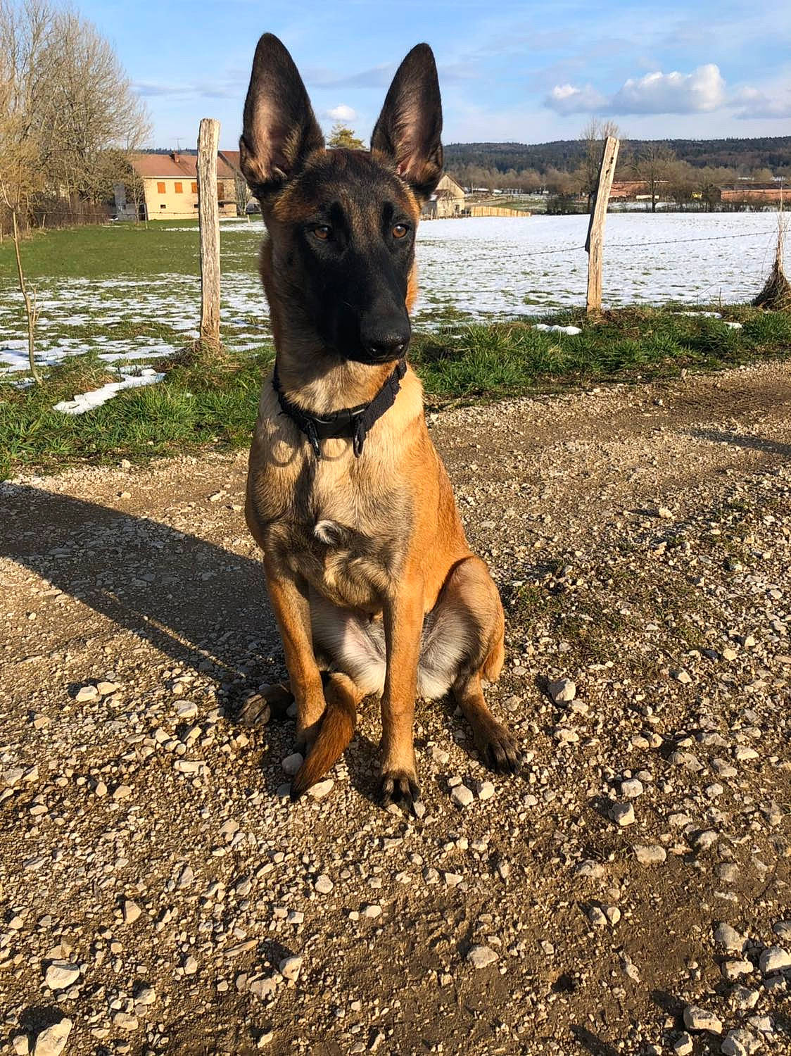 Olia participe au concours pour gagner de l'argent avec cette photo : belgian_shepherd, belgian_shepherd_malinois, canidae, carnivore, dog, dog_breed, dutch_shepherd_dog, east_european_shepherd, fawn, mammal, police_dog, vertebrate, working_dog