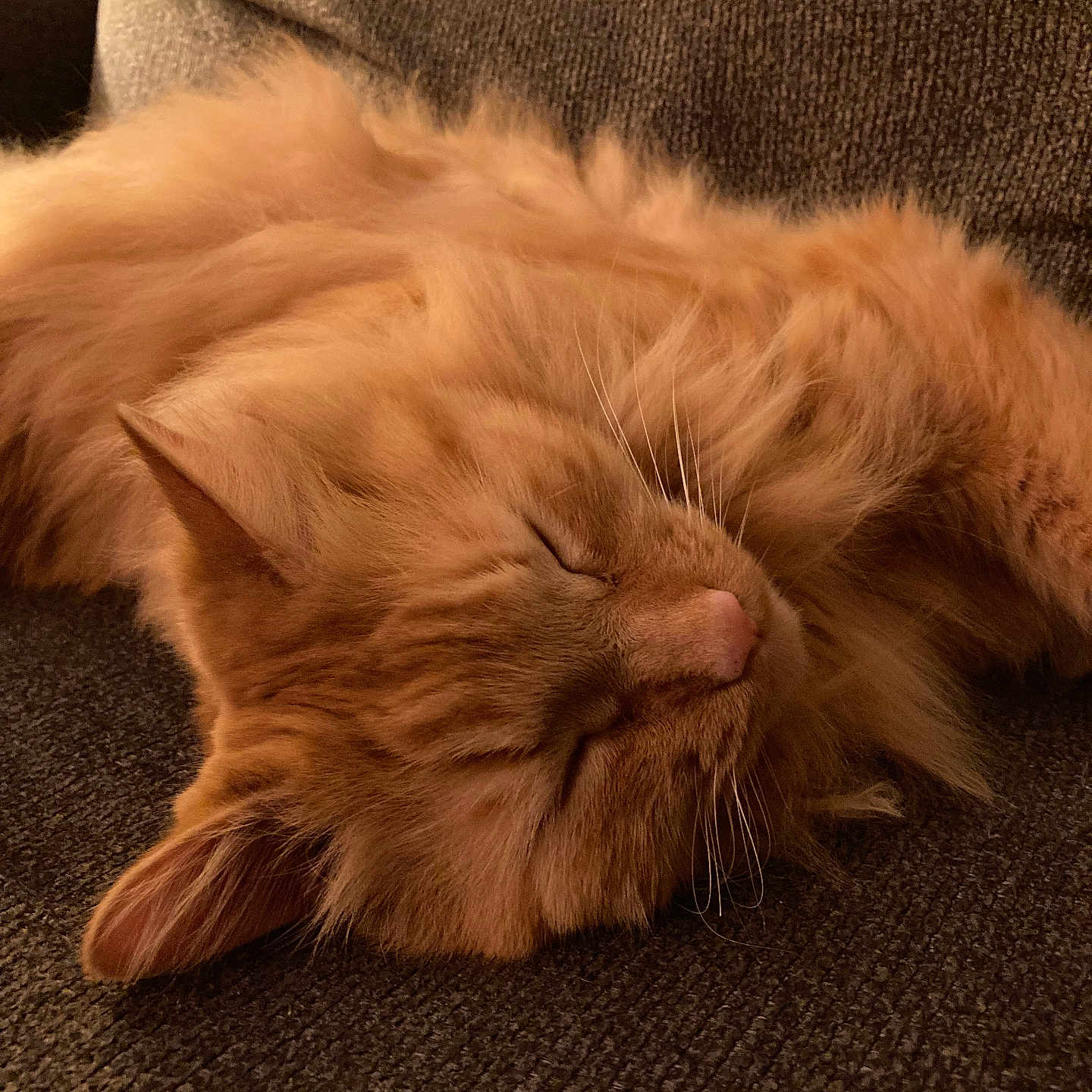 Mcfluffy joined the competition — help win amazing prizes! animal, cat, closeup, couch, cozy, domestic, feline, fluffy, fur, indoor, orange_cat, peaceful, pet, portrait, relaxed, resting, sleeping, soft, textured, whiskers