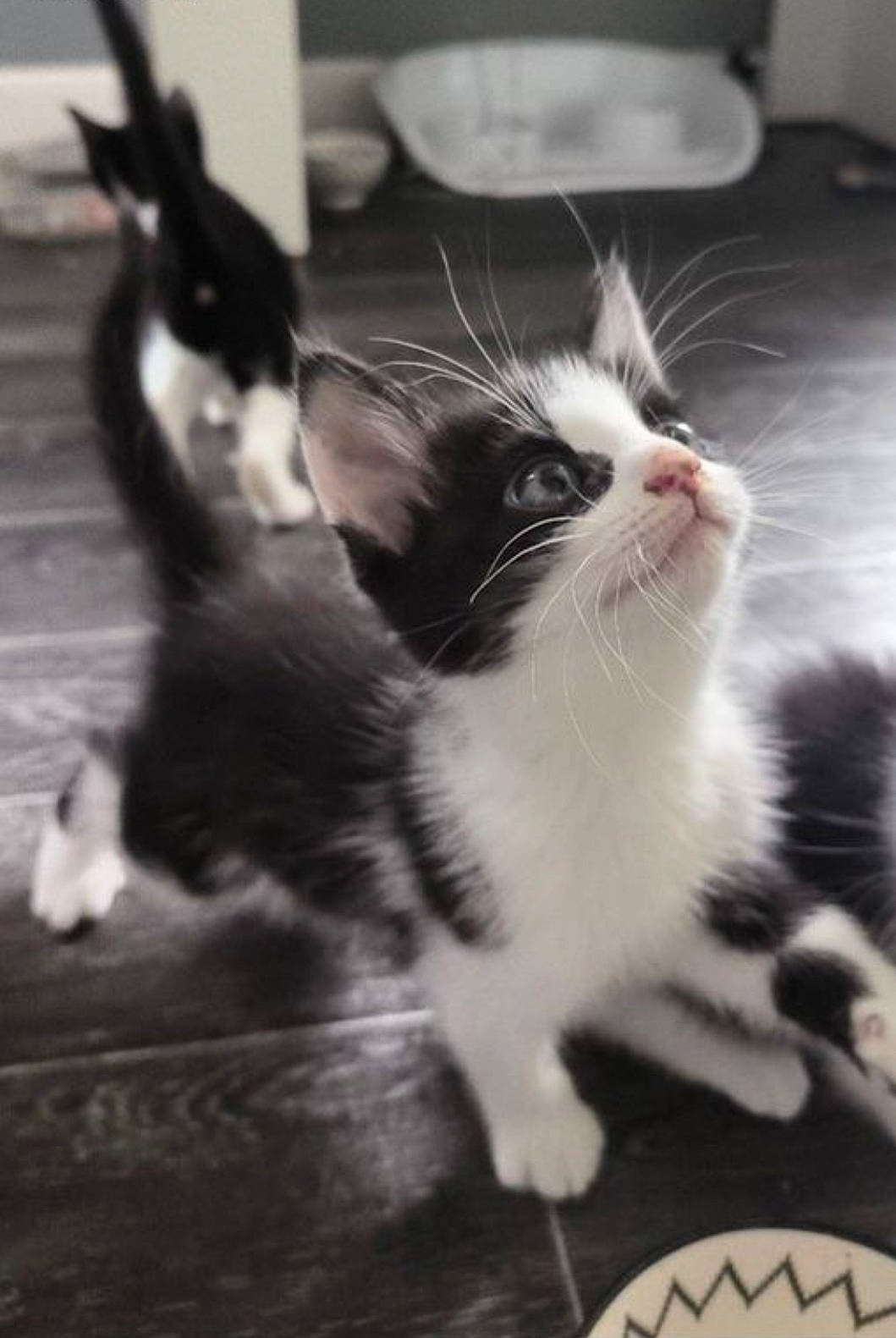 Figaro a rejoint le concours — aidez-le/la à gagner de superbes lots ! black_and_white, carnivore, cat, claw, domestic_short_haired_cat, felidae, flooring, foot, fur, human_leg, monochrome, monochrome_photography, paw, small_to_medium_sized_cats, snapshot, snout, style, tail, whiskers, white