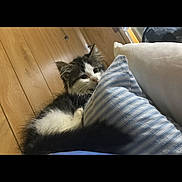 Tigger joined the competition — help win amazing prizes! animal, black_and_white, cat, cozy, curious, cute, domestic_animal, feline, fur, home, indoor, kitten, pet, pillow, relaxed, resting, small_animal, striped_pillow, wooden_floor, young_cat