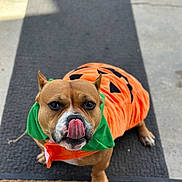 Cookie Luna is registered to the contest to win money with this photo: dog, pet, costume, pumpkin, orange, green, tongue, doormat, rug, outdoor, cute, animal, playful, brown, short_hair, ears, nose, paw, sitting, festive