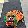 dog, pet, costume, pumpkin, orange, green, tongue, doormat, rug, outdoor, cute, animal, playful, brown, short_hair, ears, nose, paw, sitting, festive