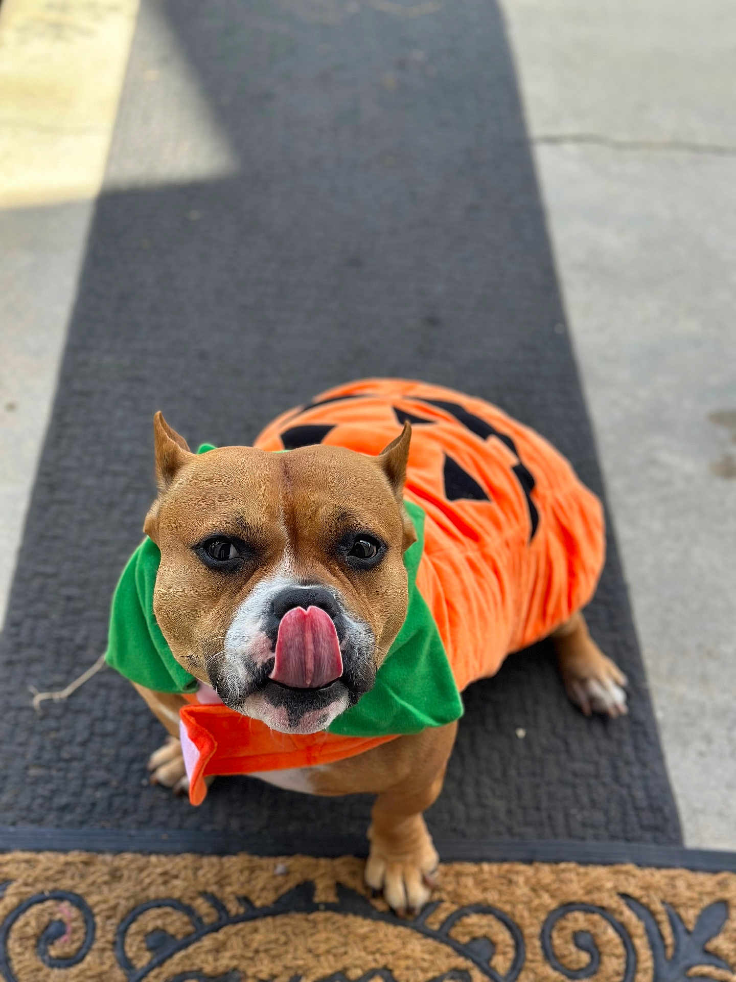 Cookie Luna is registered to the contest to win money with this photo: dog, pet, costume, pumpkin, orange, green, tongue, doormat, rug, outdoor, cute, animal, playful, brown, short_hair, ears, nose, paw, sitting, festive