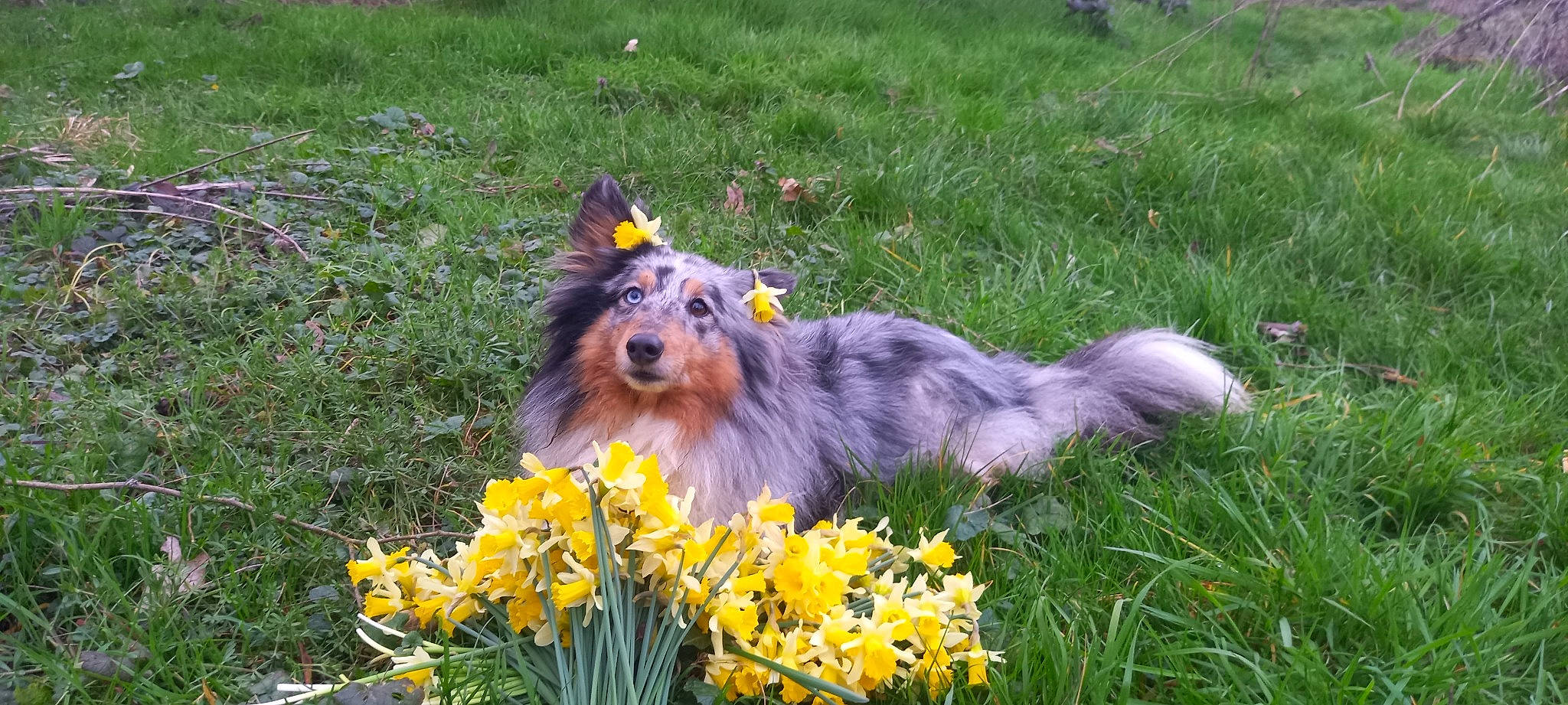Natty participe au concours pour gagner de l'argent avec cette photo : canidae, carnivore, collie, companion_dog, dog, dog_breed, flower, flowering_plant, grass, grassland, herding_dog, landscape, plant, rough_collie, scotch_collie, shetland_sheepdog, terrestrial_animal, wildlife, working_dog, yellow