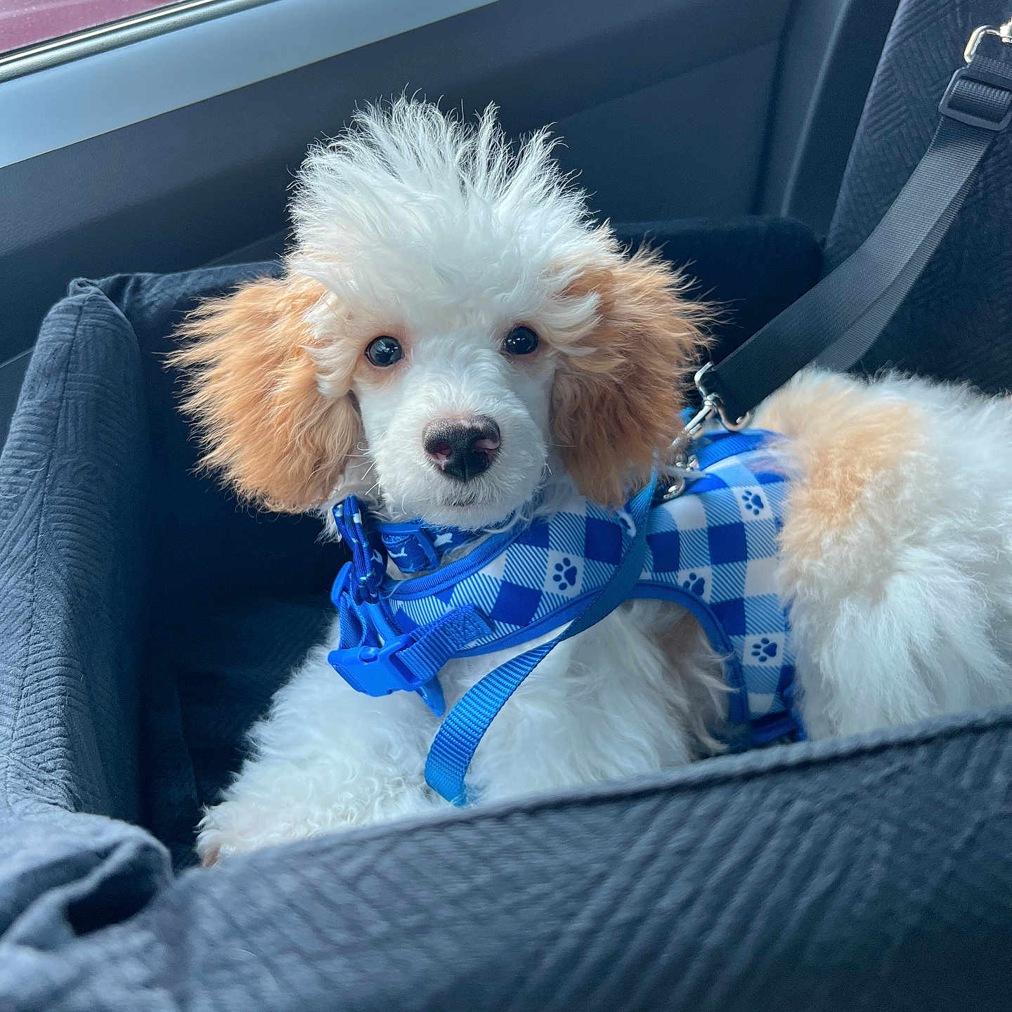 Ollie is registered to the contest to win money with this photo: puppy, dog, car, car_seat, blue_harness, pet, fluffy, white, tan, seatbelt, window, leash, cute, animal, pet_accessory, indoor, transportation, travel, young_dog, curious