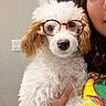 dog, glasses, curly_fur, white_dog, person, hand, indoor, wall, light_switch, colorful_clothing, portrait, close_up, cute, pet, animal, eyewear, face, fur, brown_ears, holding