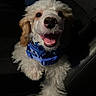 Ollie joined the competition — help win amazing prizes! dog, puppy, curly_fur, white_fur, blue_collar, happy, smiling, pet, animal, indoor, car_seat, close_up, cute, friendly, young_dog, canine, tongue_out, playful, fur, companion