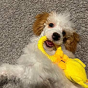 Ollie is registered to the contest to win money with this photo: puppy, dog, toy, yellow, carpet, playful, cute, pet, fur, animal, lying_down, indoor, mouth, chewing, white, brown, small, adorable, young, closeup