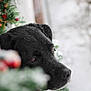 dog, black_dog, snow, winter, greenery, pine, berries, outdoor, pet, animal, portrait, nature, closeup, face, fur, snout, eyes, calm, seasonal, holiday