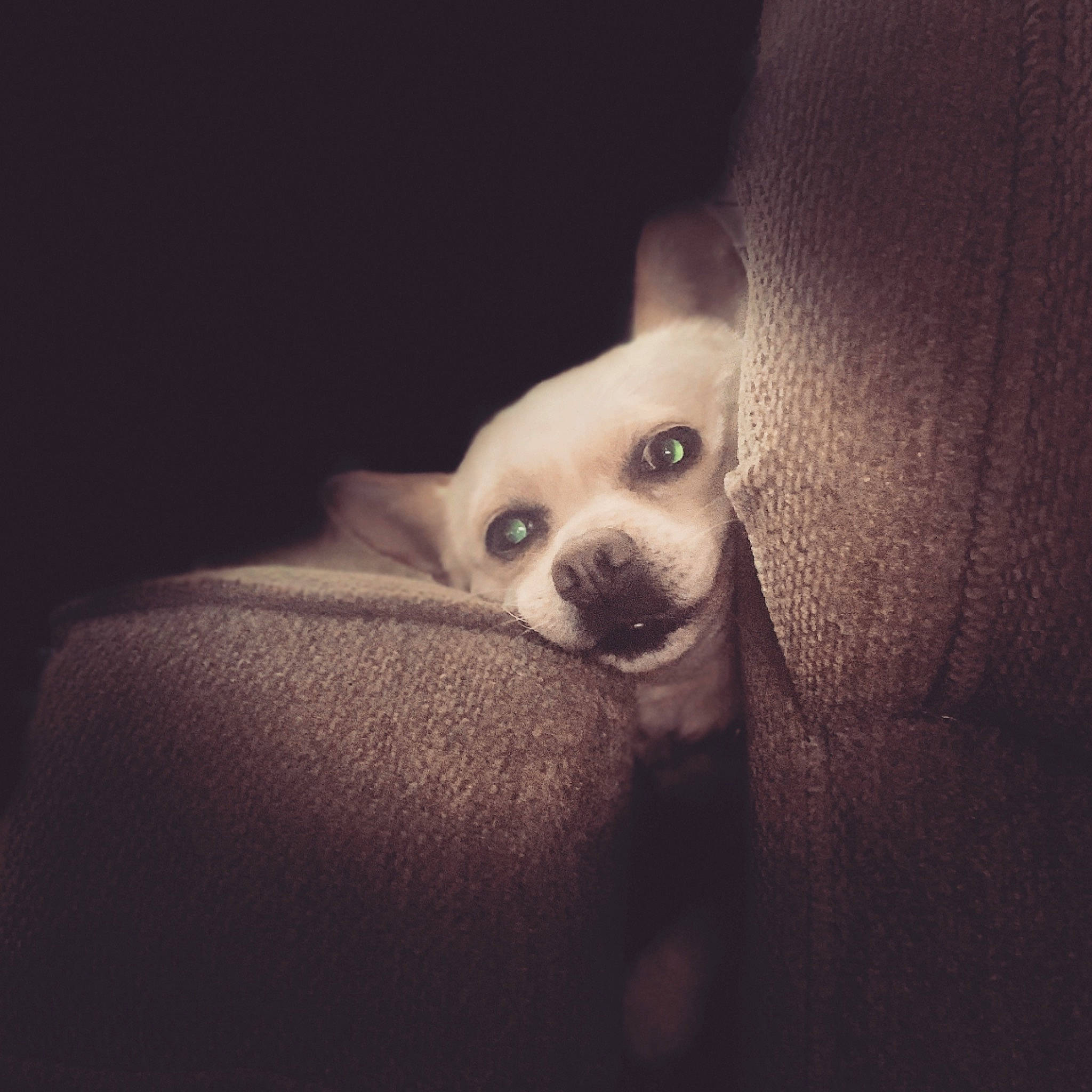 Chica joined the competition — help win amazing prizes! bone, canidae, carnivore, comfort, companion_dog, darkness, dog, dog_breed, ear, eyelash, fawn, flash_photography, fur, monochrome, monochrome_photography, paw, snout, sporting_group, tints_and_shades, whiskers