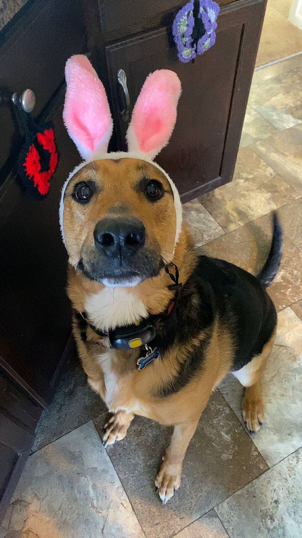 Harvey joined the competition — help win amazing prizes! canidae, carnivore, collar, companion_dog, dog, dog_breed, dog_clothes, dog_collar, dog_supply, ear, fawn, fur, german_shepherd_dog, leash, party_hat, pet_supply, snout, sporting_group, working_animal, working_dog