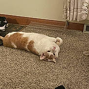 Birdie joined the competition — help win amazing prizes! cat, orange_and_white, carpet, lying_down, indoor, sock, shoe, wall, power_outlet, curtain, relaxed, pet, floor, cozy, home, curious, feline, domestic, animal, resting