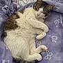 animal, blanket, cat, closeup, comfort, cozy, cute, fur, indoor, paw, pet, plush_toy, purple, relaxed, resting, sleeping, soft_texture, tabby, tail, white_fur