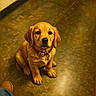 puppy, dog, golden_retriever, floor, tile, collar, pet, indoor, looking_up, brown, adorable, animal, young, sitting, cute, waiting, human_presence, boots, jeans, warm_lighting
