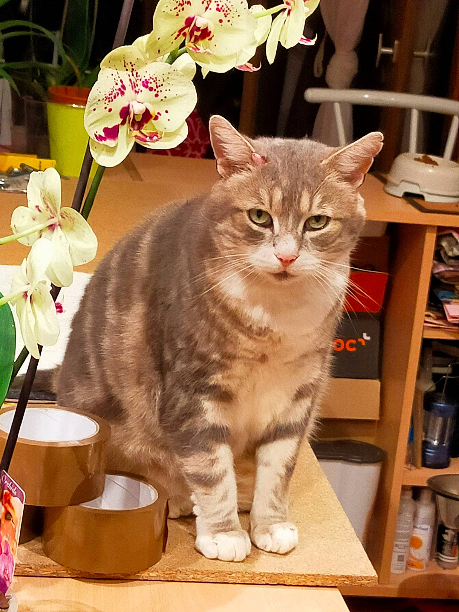 Saphir participe au concours pour gagner de l'argent avec cette photo : bookcase, box, carnivore, cat, domestic_short_haired_cat, fawn, felidae, flower, fur, houseplant, paw, petal, plant, shelf, shelving, small_to_medium_sized_cats, snout, tail, whiskers, window