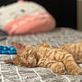 cat, sleeping, orange_tabby, bed, bedspread, plush_toy, indoor, pet, feline, cozy, resting, whiskers, paw, closeup, blurred_background, soft_light, domestic_animal, cute, calm, relaxation