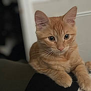 Nila joined the competition — help win amazing prizes! cat, orange_tabby, pet, whiskers, fur, indoor, curious, animal, cute, closeup, feline, soft, ears, paws, relaxed, domestic, mammal, young, portrait, cozy