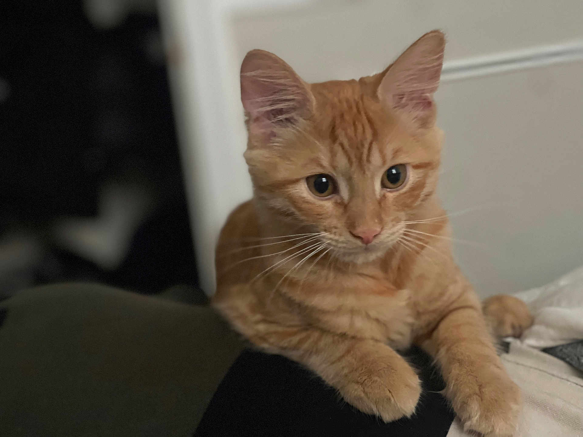 Nila joined the competition — help win amazing prizes! cat, orange_tabby, pet, whiskers, fur, indoor, curious, animal, cute, closeup, feline, soft, ears, paws, relaxed, domestic, mammal, young, portrait, cozy
