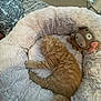 kitten, cat, sleeping, plush_bed, stuffed_animal, orange_fur, cozy, indoor, pet, fur, cute, resting, soft_texture, animal, domestic_cat, bedroom, relaxation, toy, nap, feline