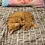 kitten, sleeping, orange_tabby, bed, bedding, pillow, pattern, fluffy, cute, pet, indoors, cozy, resting, feline, animal, soft, pink, decor, unicorn, nap