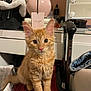 Nila joined the competition — help win amazing prizes! cat, cozy, curious, cute, denim_jacket, domestic, ears, eyes, furniture, home, indoor, kitten, lamp, luggage, mirror, orange_tabby, pet, sitting, whiskers, young