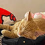 Nila is registered to the contest to win money with this photo: cat, sleeping, ginger_cat, fur, purse, leather, gold_chain, plush_toy, red, pink, cozy, indoor, closeup, relaxing, whiskers, pet, domestic_cat, cute, resting, soft