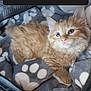kitten, cat, orange_cat, feline, pet, cute, fluffy, blanket, paw_print, cozy, indoor, resting, soft_texture, young_cat, animal, domestic_animal, fur, whiskers, ears, sleepy