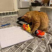 Nila joined the competition — help win amazing prizes! animal, bed, blanket, cat, chair, clutter, curious, desk, furniture, indoor, notebook, orange_tabby, paper, pen, pet, plush_toys, room, study, window_air_conditioner, writing