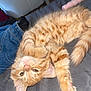 kitten, cat, orange_tabby, pet, paw, fur, whiskers, cute, sleepy, indoor, resting, animal, young_cat, pink_nose, claws, stretching, feline, soft_fur, close_up, relaxed