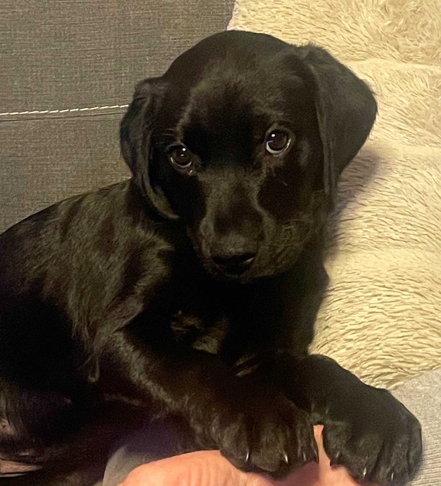 Uno participe au concours pour gagner de l'argent avec cette photo : borador, carnivore, companion_dog, dog, dog_breed, fur, gun_dog, hunting_dog, liver, nail, snout, sporting_group, whiskers, working_animal