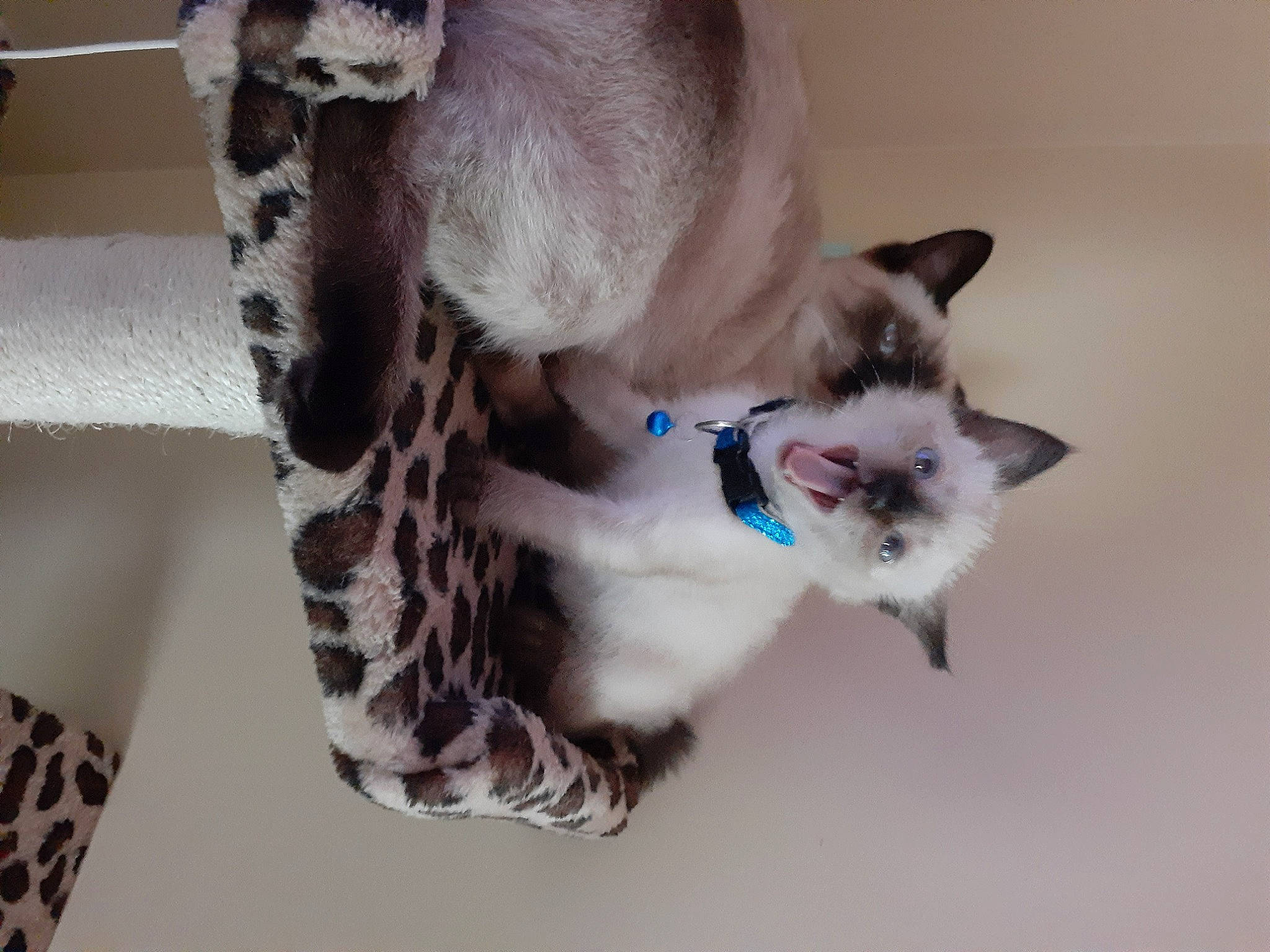 Koda is registered to the contest to win money with this photo: asian, balinese, birman, carnivore, cat, colorpoint_shorthair, felidae, javanese, kitten, mammal, ojos_azules, paw, ragdoll, siamese, small_to_medium_sized_cats, snowshoe, thai, tonkinese, vertebrate, whiskers