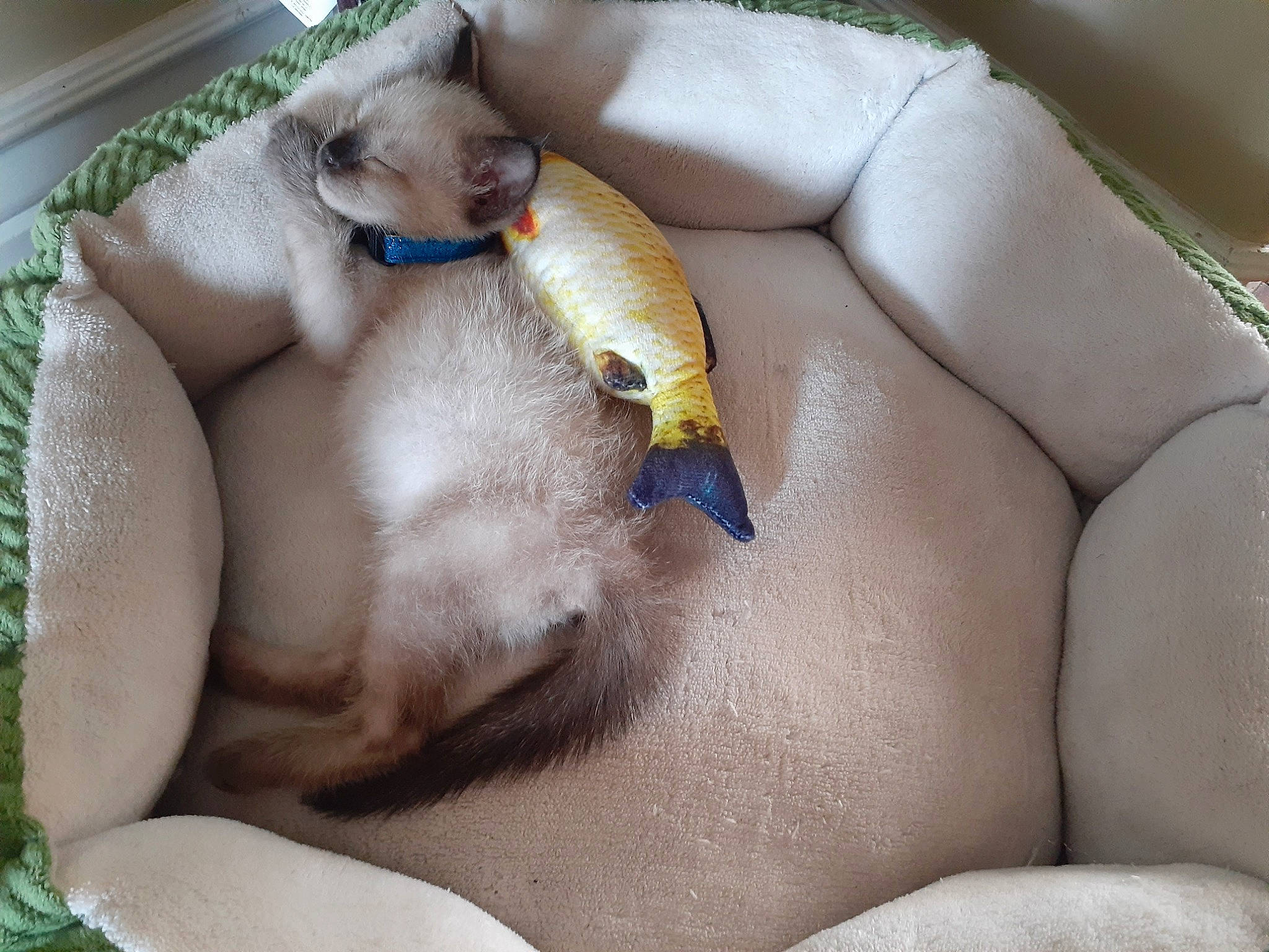 Koda joined the competition — help win amazing prizes! fawn, nap