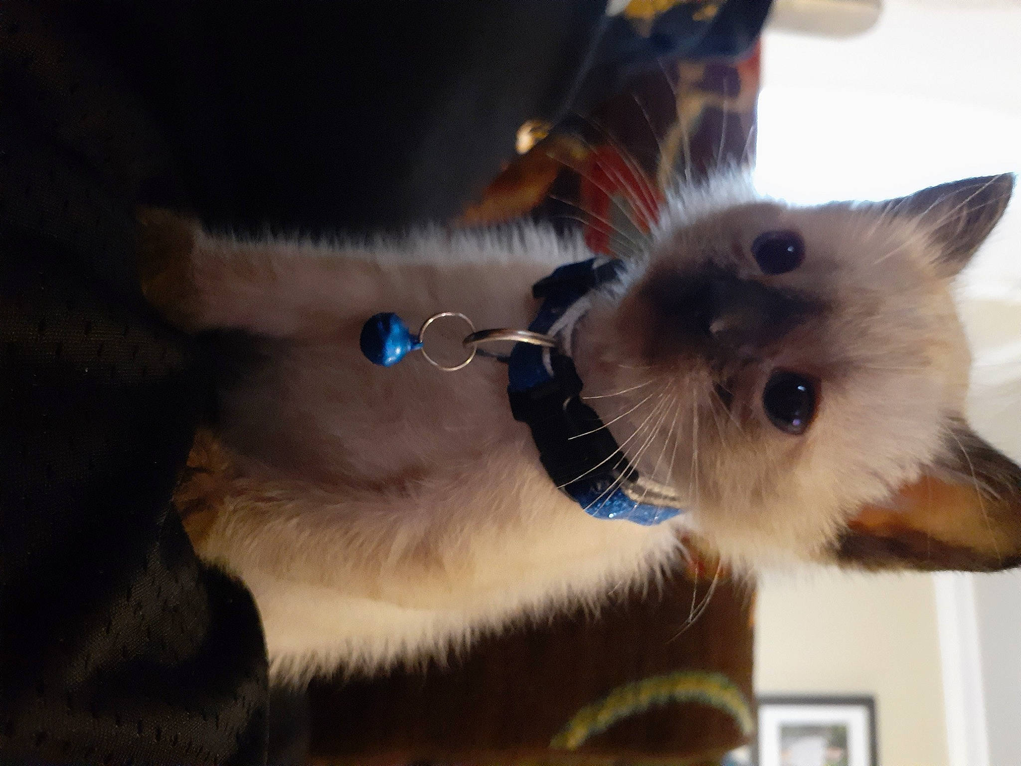 Koda is registered to the contest to win money with this photo: balinese, birman, burmese, carnivore, cat, colorpoint_shorthair, fawn, felidae, himalayan, iris, javanese, kitten, ojos_azules, ragdoll, siamese, small_to_medium_sized_cats, snout, thai, tonkinese, whiskers