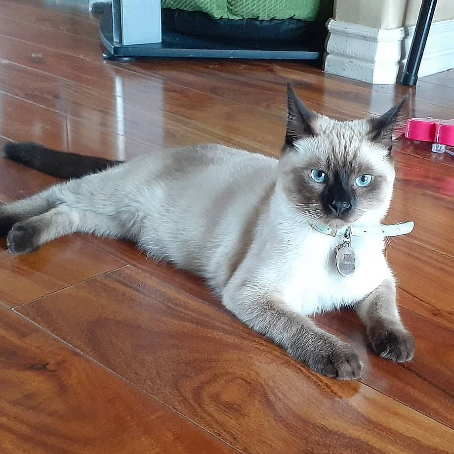 Foxy is registered to the contest to win money with this photo: asian, balinese, birman, burmese, carnivore, cat, colorpoint_shorthair, fawn, felidae, himalayan, mammal, ojos_azules, siamese, small_to_medium_sized_cats, snowshoe, tail, thai, tonkinese, vertebrate, whiskers