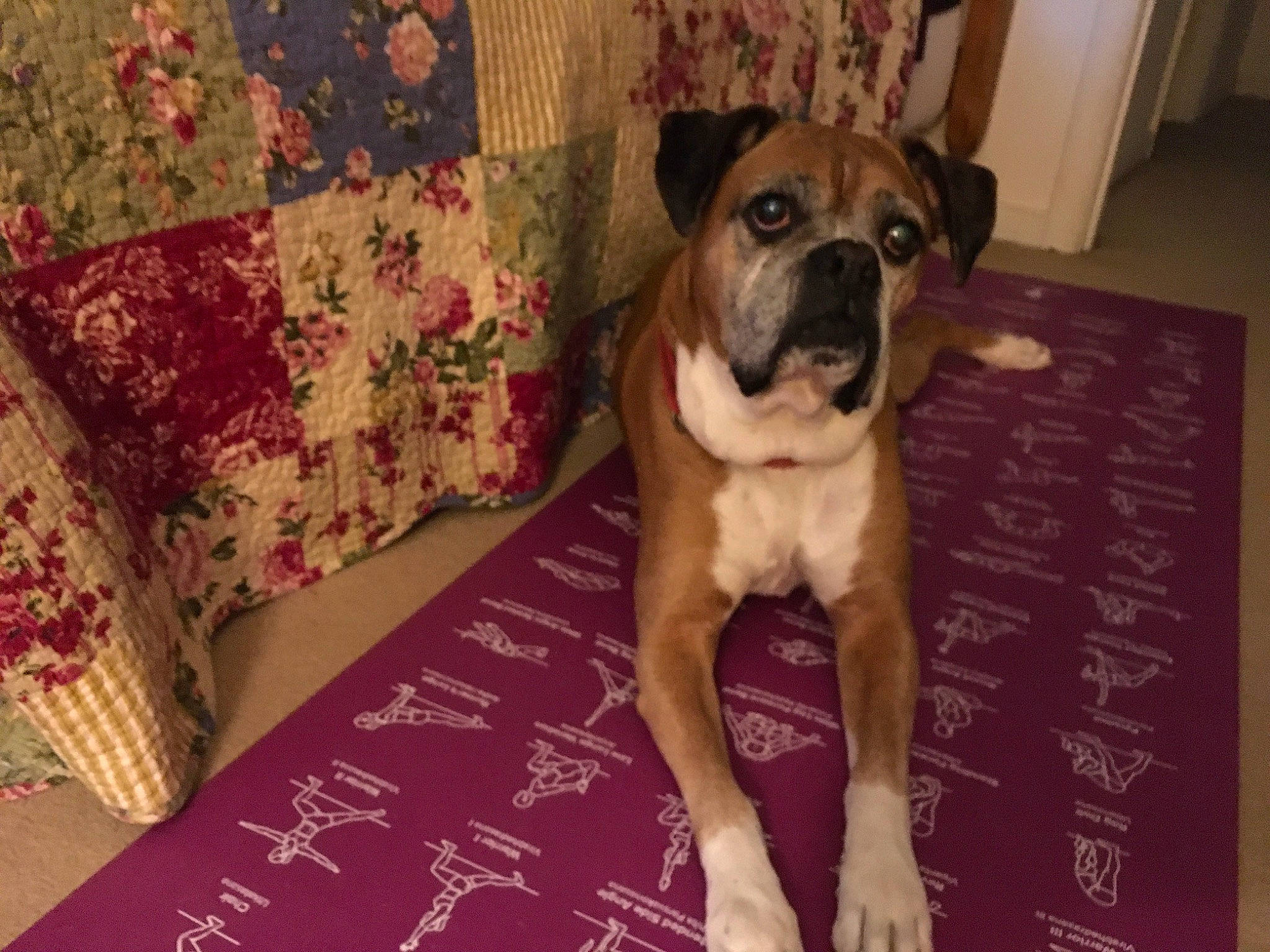 Stella joined the competition — help win amazing prizes! boerboel, boxer, bulldog, bullmastiff, canidae, carnivore, companion_dog, dog, dog_breed, fawn, mammal, molosser, non_sporting_group, perro_de_presa_mallorquin, snout, valley_bulldog, vertebrate