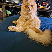 Priscilla is registered to the contest to win money with this photo: animal, blue_surface, casual, cat, cozy, curious, cute, domestic_cat, eyes, feline, fluffy, furry, household, indoor, orange_cat, pet, relaxed, sitting, tail, whiskers