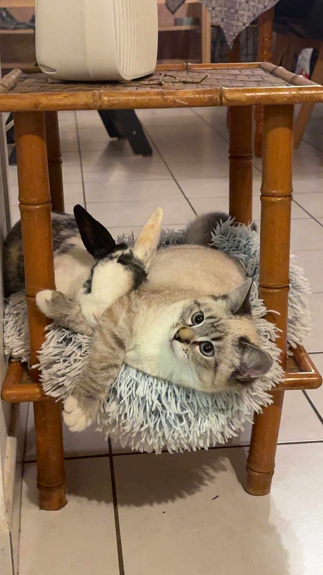 Avale participe au concours pour gagner de l'argent avec cette photo : animal, cat, closeup, companion, cozy, cuddle, cute, domestic, ears, fur, furry, indoor, pet, rabbit, relaxing, resting, sleepy, soft_cushion, tile_floor, wooden_furniture