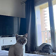 Avale participe au concours pour gagner de l'argent avec cette photo : bed, blanket, cat, curtain, curtain_rod, domestic, drawer, folded_clothes, gray_bedspread, indoors, kitten, natural_light, nightstand, pet, portrait, radiator, television, tv, whiskers, window