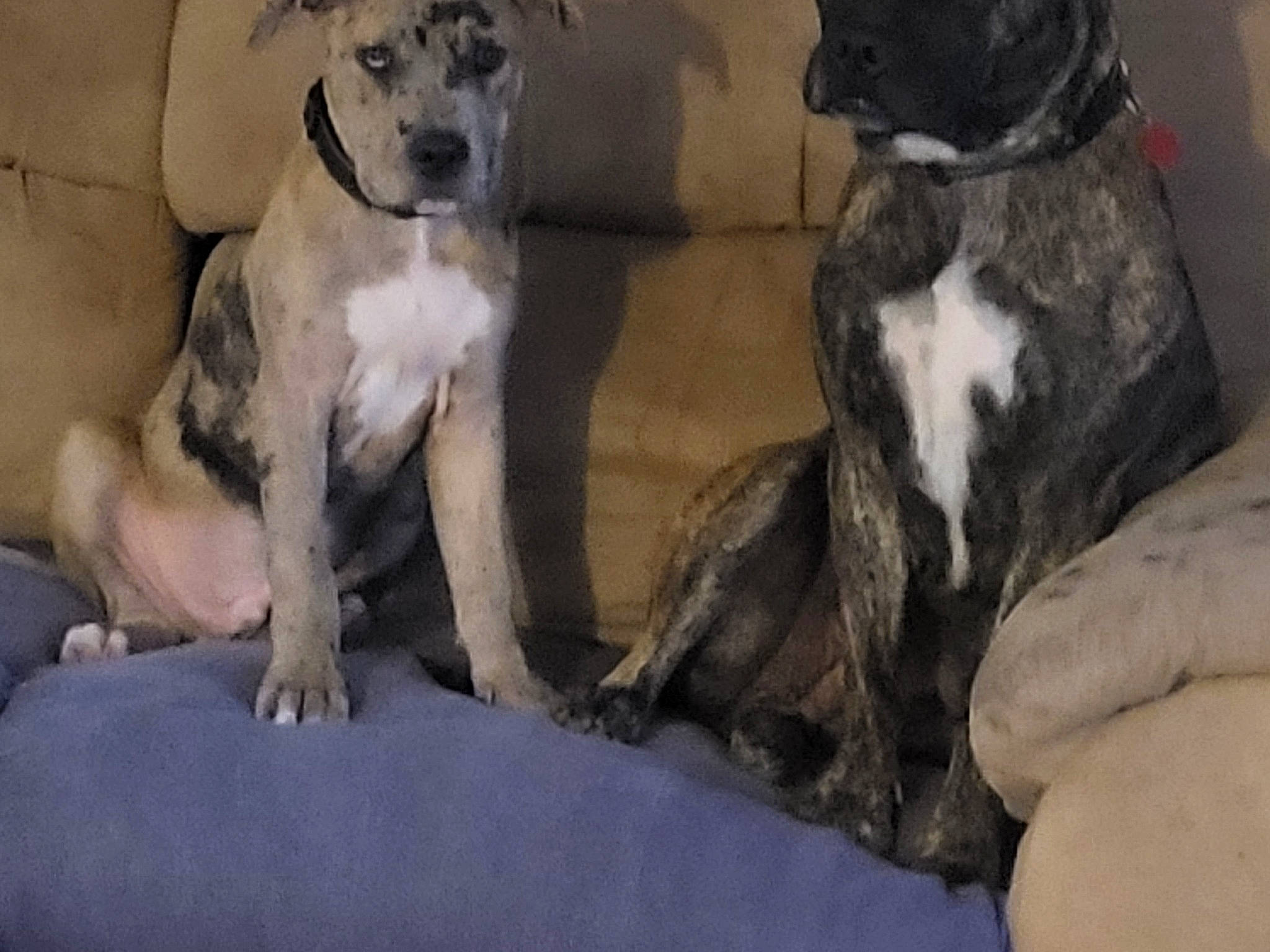 Lefteye is registered to the contest to win money with this photo: bored, canidae, carnivore, comfort, companion_dog, dog, dog_breed, fawn, grey, guard_dog, mammal, non_sporting_group, paw, snout, sporting_group, tail, terrestrial_animal, whiskers, working_animal, working_dog