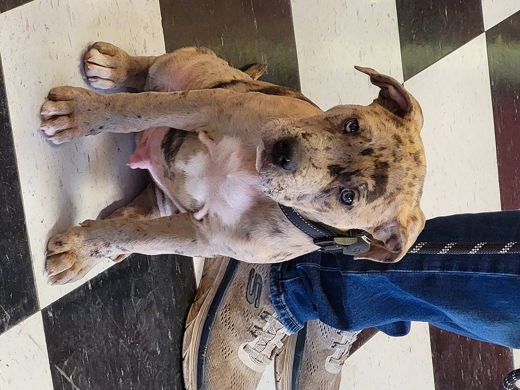 Lefteye is registered to the contest to win money with this photo: canidae, carnivore, companion_dog, dog, dog_breed, fawn, fur, great_dane, head, jaw, non_sporting_group, paw, snout, sporting_group, terrestrial_animal, whiskers, wood, working_animal, working_dog