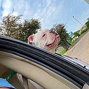 Apollo Blue is registered to the contest to win money with this photo: dog, bulldog, car, window, person, blue_cap, sky, clouds, trees, street, sidewalk, greenery, daytime, tongue_out, outdoor, pet, animal, happy, transportation, casual