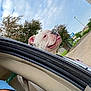 dog, bulldog, car, window, person, blue_cap, sky, clouds, trees, street, sidewalk, greenery, daytime, tongue_out, outdoor, pet, animal, happy, transportation, casual