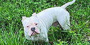 Apollo Blue is registered to the contest to win money with this photo: dog, bulldog, white_dog, grass, greenery, outdoor, nature, field, animal, pet, canine, fur, tail, ears, snout, plant, leaf, flower, standing, curious