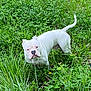 dog, bulldog, white_dog, grass, greenery, outdoor, nature, field, animal, pet, canine, fur, tail, ears, snout, plant, leaf, flower, standing, curious